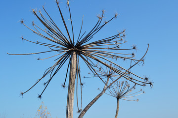 Dried plant against the sky