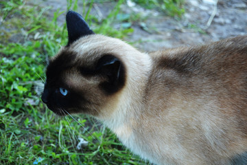 Beautiful siamese cat
