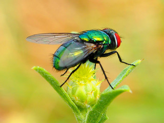 sitting green fly