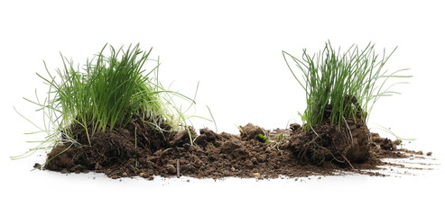 Green grass with dirt isolated on white background and texture