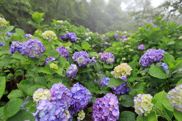 紫雲出山の紫陽花