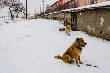 snow human landscape black white cat dog