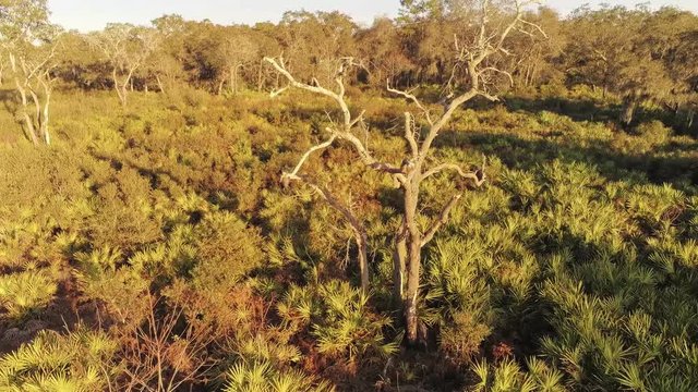 Un viejo arbol en medio del Bosque