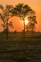 The sun is setting in the rural fields of Thailand