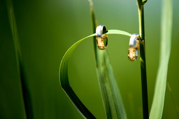 obrączki © Piotr
