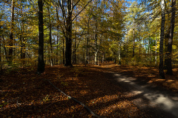 Naklejka premium Autumn forest in Saxon Switzerland (Saechsische Schweiz). Germany.