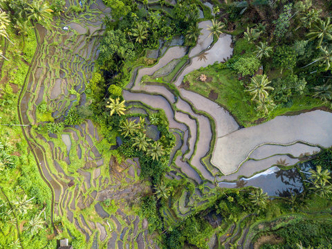 The rise terraces of Ubud in Bali, Indonesia