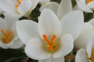 flower, white, nature, spring, blossom, flowers, plant, green, beauty, crocus, petal, bloom, garden, macro, floral, beautiful, isolated, snowdrop, lily, yellow, clo