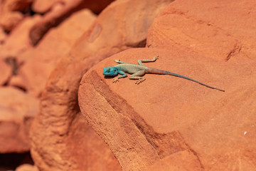 The Sinai agama (Pseudotrapelus sinaitus, formerly Agama sinaita) is an agamid lizard found in arid areas of southeastern Libya, Egypt.