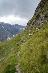 Fototapeta na wymiar Sheeps are feeding of the grass in the moutains of Gastein near the Niedersachsenhaus, Austria