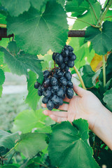 female hand, middle-aged, holding grapes on a background of green leaves of grapes. vine