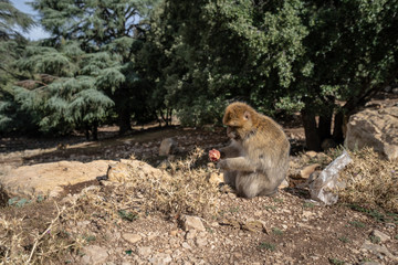 A macaque monkey is sitting on the edge of the forest and eating a fruit, Atlas Mountain, Morocco