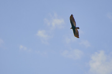 Bird in flight