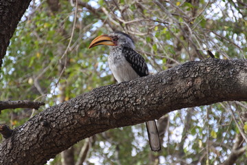 Nashornvogel auf dickem Ast im Kruger Nationalpark in Südafrika