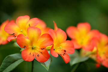 Orange Blume