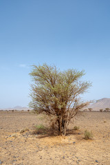 Obraz premium Green trees in the middle of the stone desert of the Atlas mountain range in Morocco