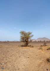 Fototapeta na wymiar Green trees in the middle of the stone desert of the Atlas mountain range in Morocco