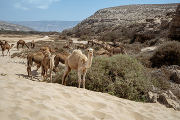 A camel is posing for a picture at Plage Tamri near Agadir, Morocco