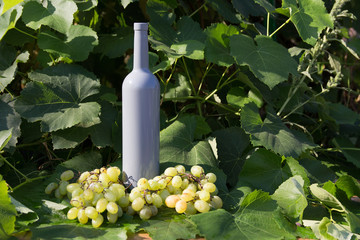 Fototapeta premium a bottle of wine stands on the background of the green leaves of the vineyard, near a bunch of grapes. vine. natural drink, private vineyards