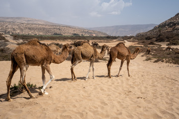 Three camels are walking by at Plage Tamri near Agadir, Morocco