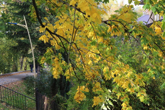 Złota Polska jesień