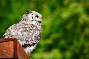 Owl View