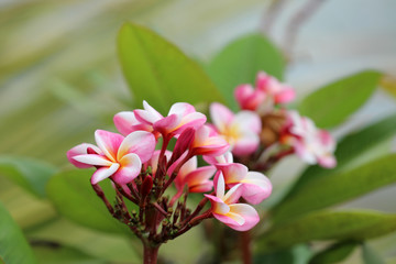 Frangipani