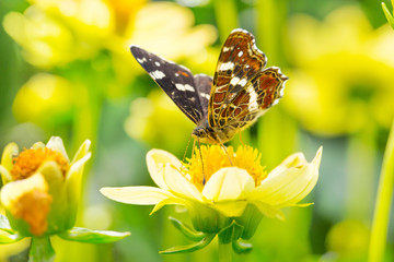 Schmetterling auf Dahlienblüte