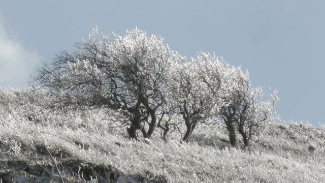 Trees in the wind on Golan Heights