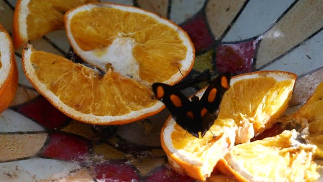 A Grecian Shoemaker butterfly drinks orange juice from a feeder - close up