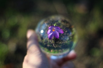 Glaskugel, Krokus