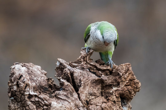 Parakeet,feeding on wild fruits, La Pampa, Patagonia, Argentina