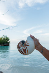 A beautiful Nautilus shell in the hand of woman
