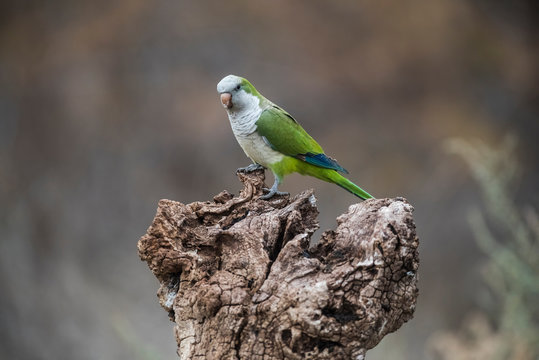 Parakeet,feeding on wild fruits, La Pampa, Patagonia, Argentina