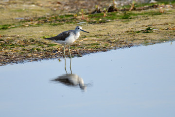 Grünschenkel im Herbst an der Ostsee