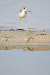 Grünschenkel im Herbst an der Ostsee