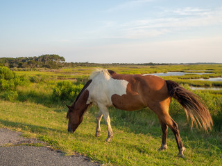 Fototapeta na wymiar Assateague State Park, Wild horses Island in Maryland, marches and beach