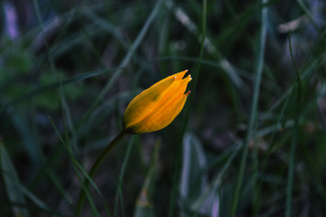 yellow flower