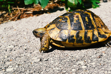 turtle on the road