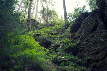 Fototapeta premium górski widok las