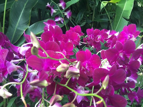 Dendrobium Red Bull Orchidaceae flowers in Singapore garden stock photo