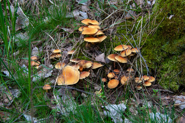grzyby na pniu © Piotr