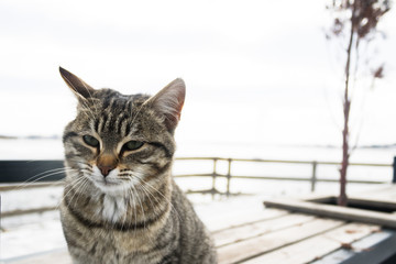 Fototapeta premium sky cloud winter sunset cat dog