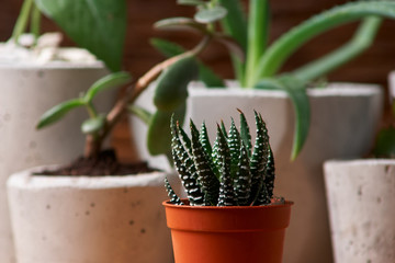 Succulents, aloe and crassulain in diy concrete pot. Only planted in pots. On wooden background. the concept of home