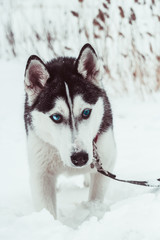 beautiful husky dog in a winter park,husky dog  portrait