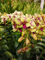 Dendrobium Sri Siam Orchidaceae flowers in Singapore garden stock photo