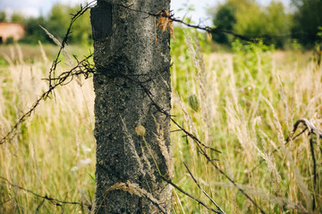 Barbed wire on the natural background. Old prison fence. Dry spikelets of the high grass are growing in the autumn field. Herbs of wheat.