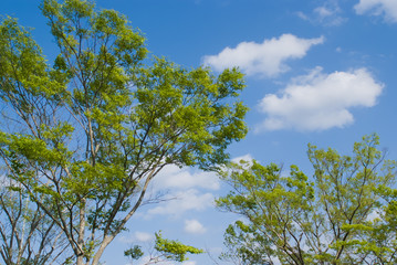 Wakaba and Blue Sky - 若葉と青空