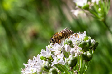 Bee collects nectaring on white flowers