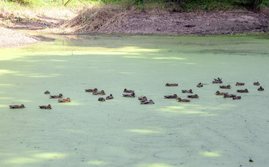 Lake with green duckweeds and flock of Mallard ducks in distance, selective focus